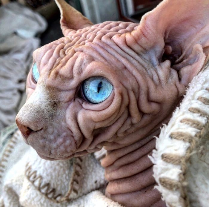 Hairless, Sinister-Looking Cat May Be Named The Scariest Feline In The World