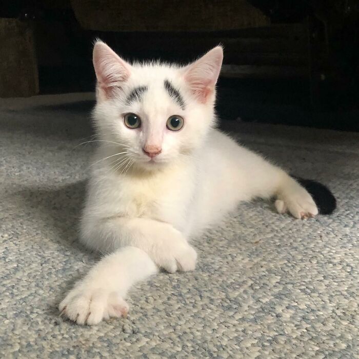 Meet Hénri, A Cat With Eyebrows Who Went Viral Because Of His Unique Facial Markings