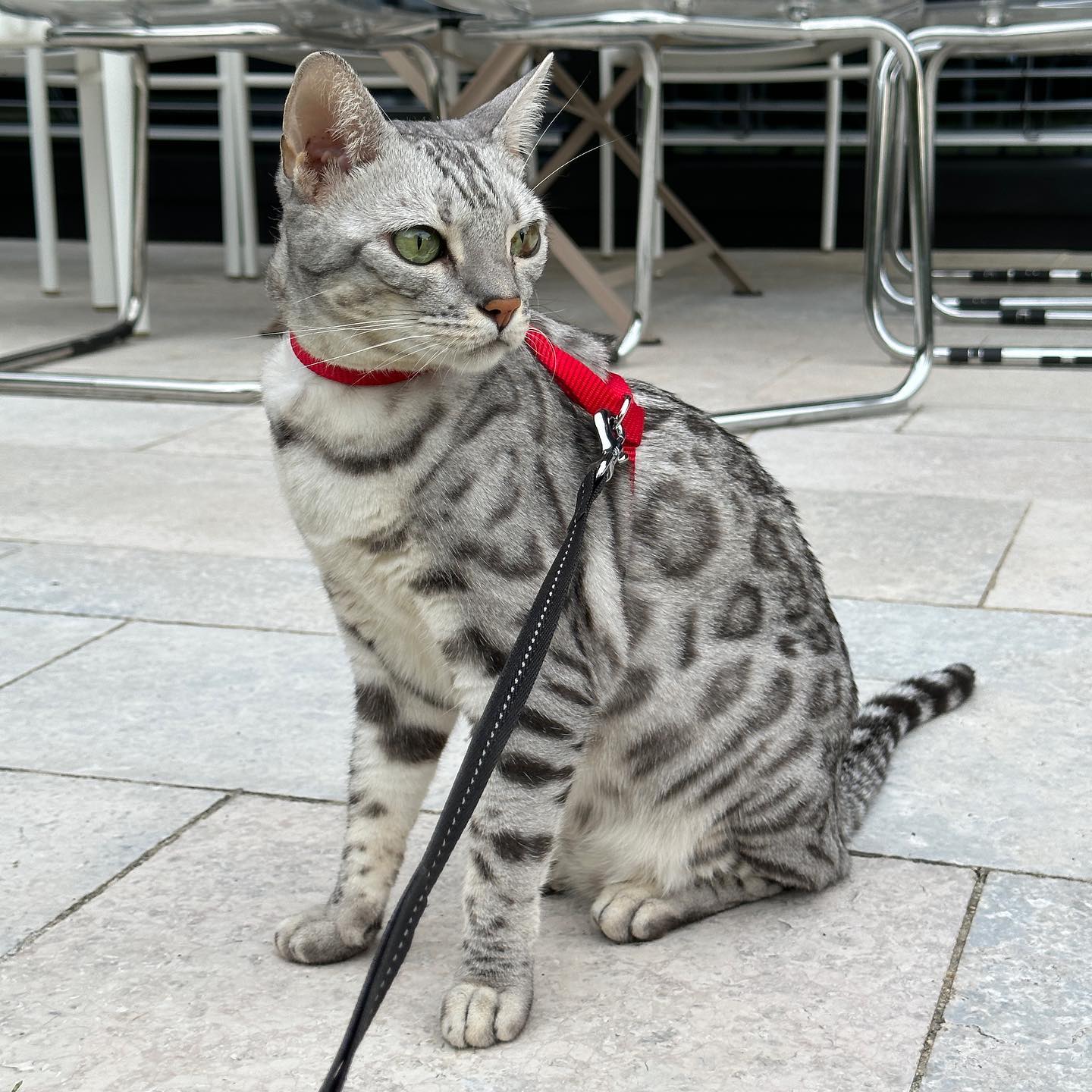 silver bengal cat