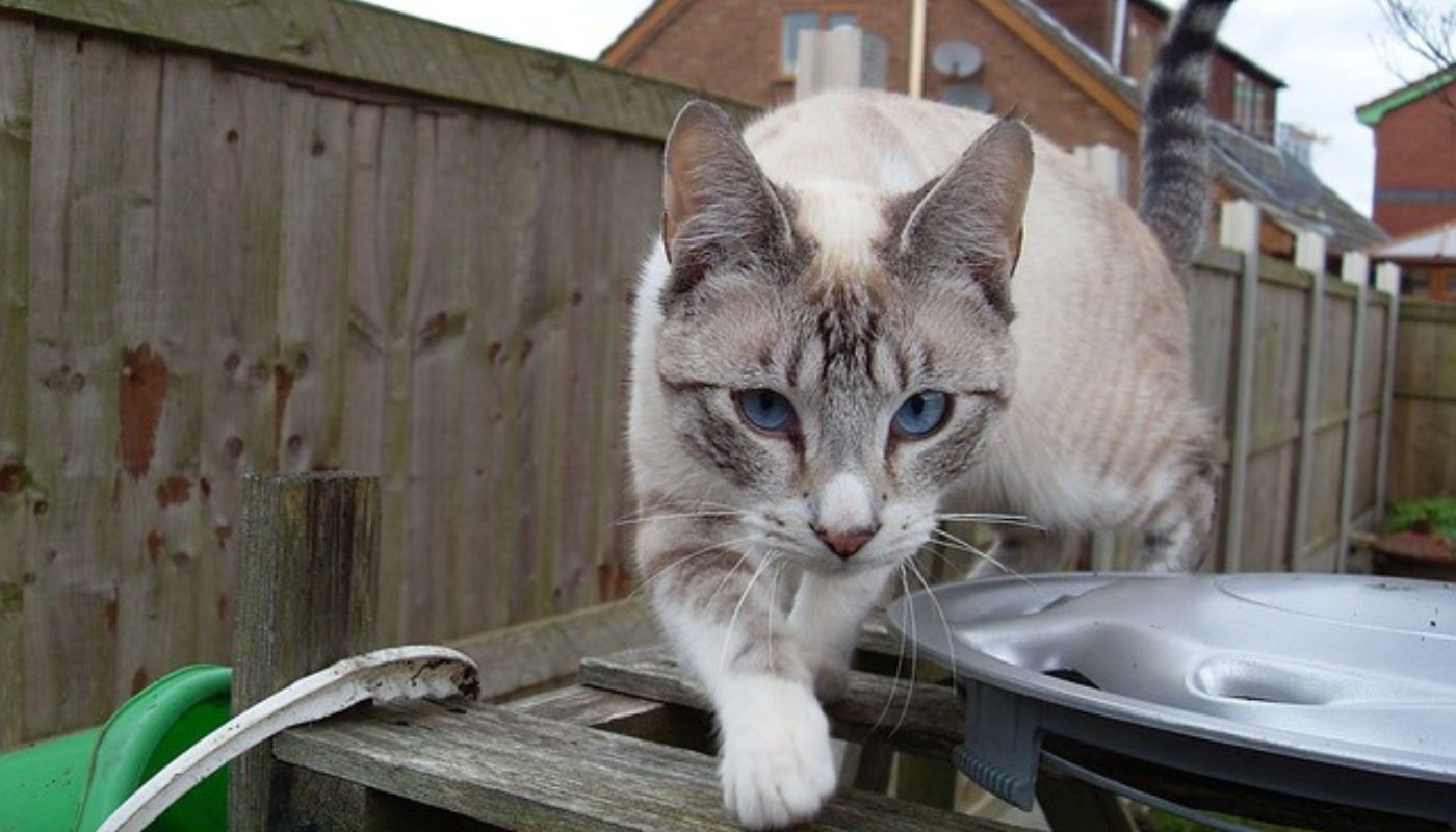 curious-bengal