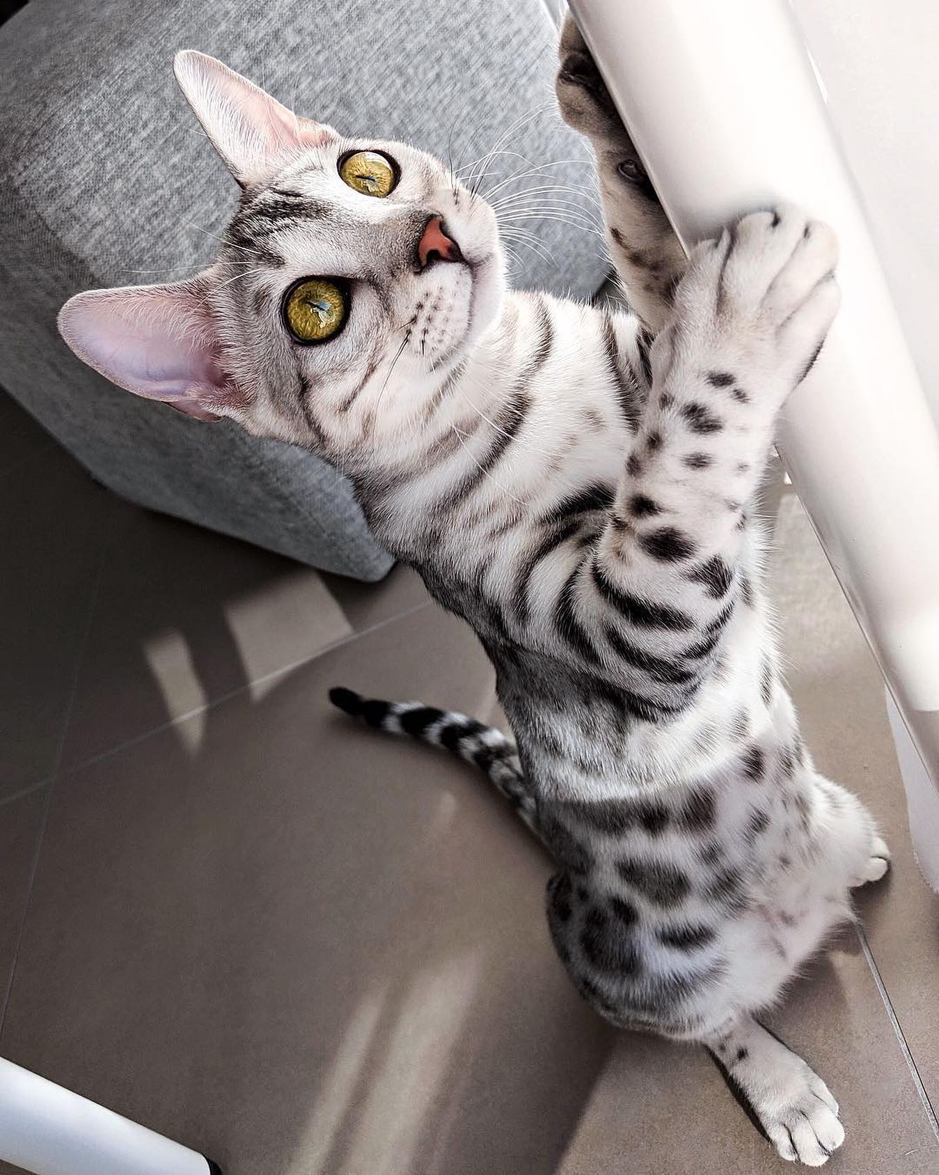 silver bengal cat