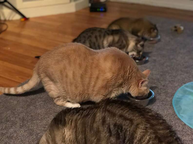 Bronson the cat eats with his cat siblings