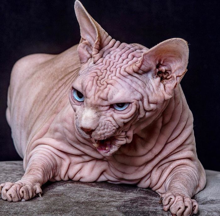 Hairless, Sinister-Looking Cat May Be Named The Scariest Feline In The World