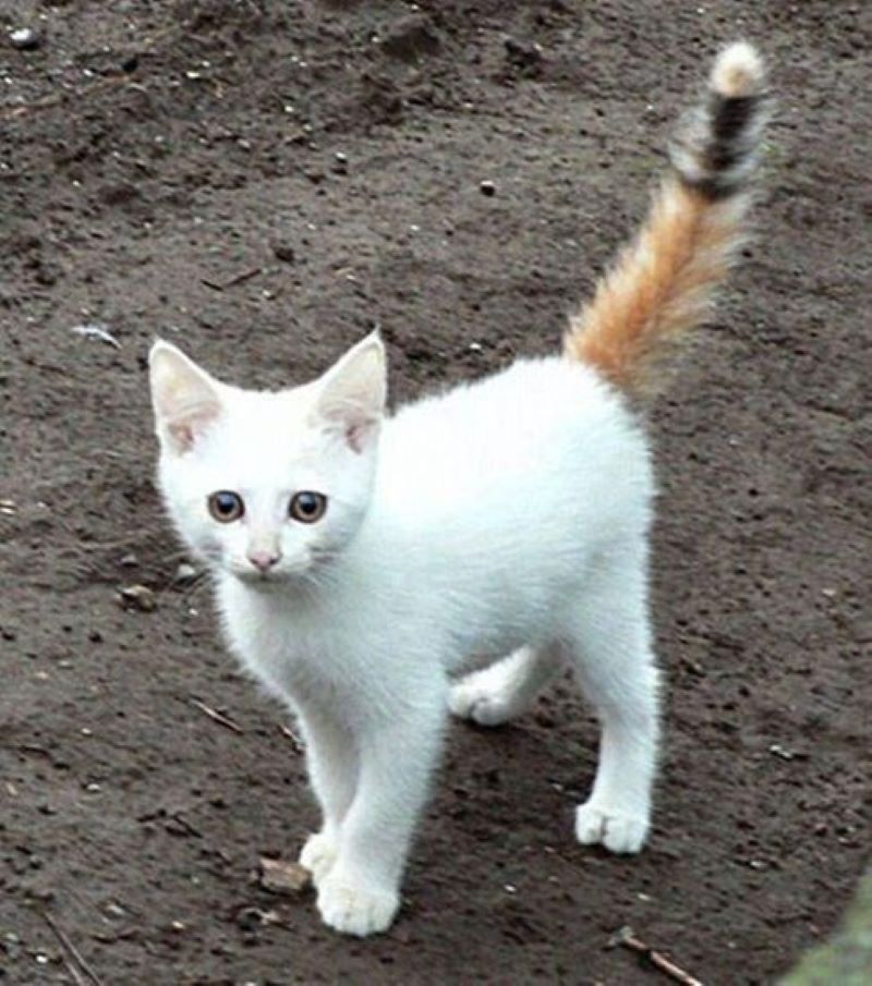 Cat With A Bit Of Orange Trash Panda