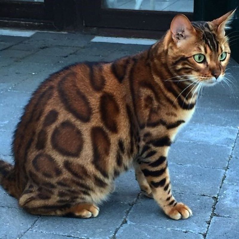 This Cat That Could Be A Leopard 