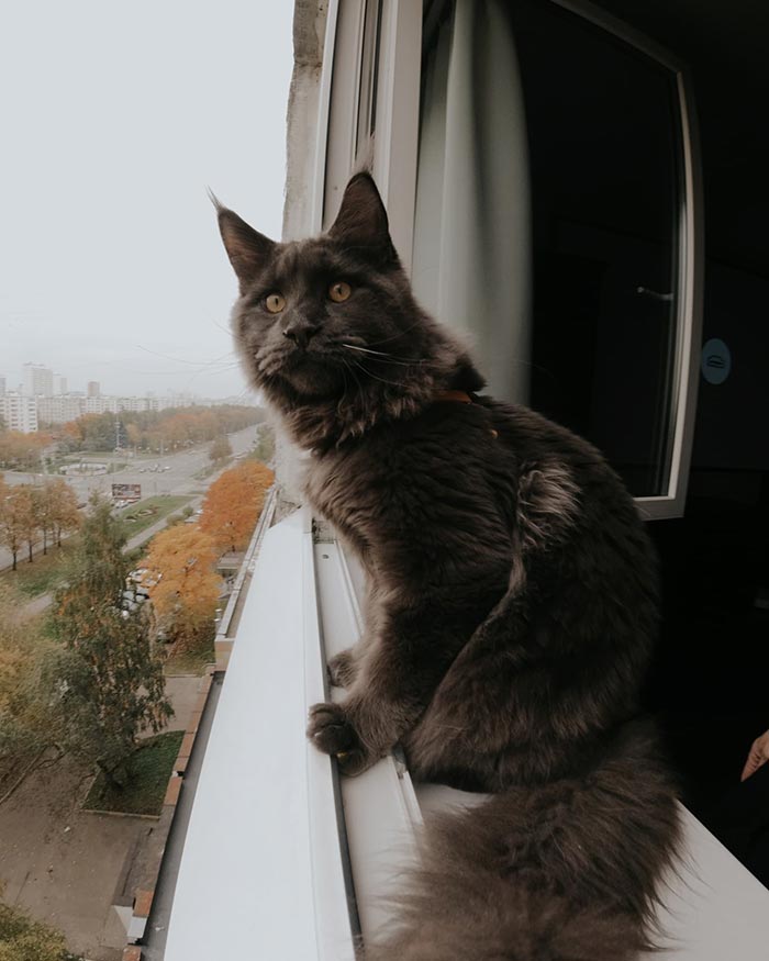 Meet Vincent, A Fluffy Maine Coon Cat That Looks Like A Black Panther And Acts Like A Dog