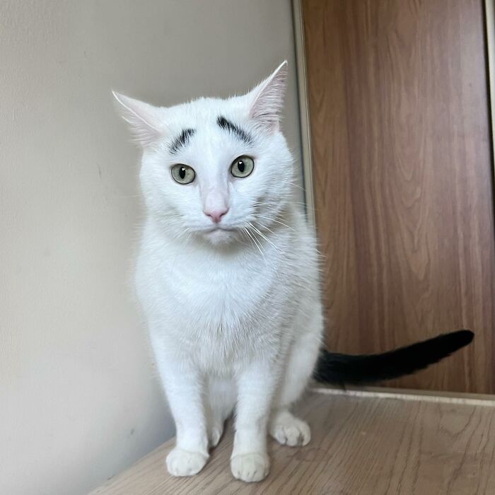 Meet Hénri, A Cat With Eyebrows Who Went Viral Because Of His Unique Facial Markings