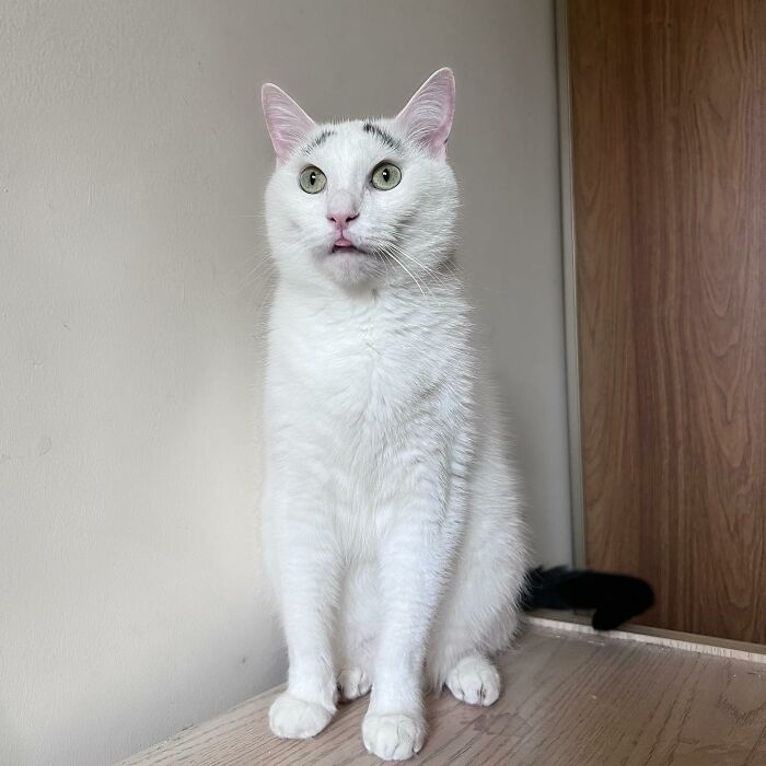 Meet Hénri, A Cat With Eyebrows Who Went Viral Because Of His Unique Facial Markings