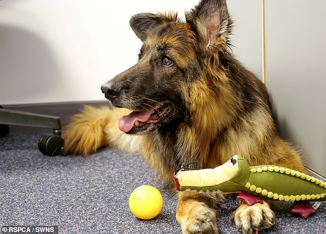 Bella was later transferred into the care of the RSPCA Radcliffe Animal Centre in Nottingham where she fought back to good health