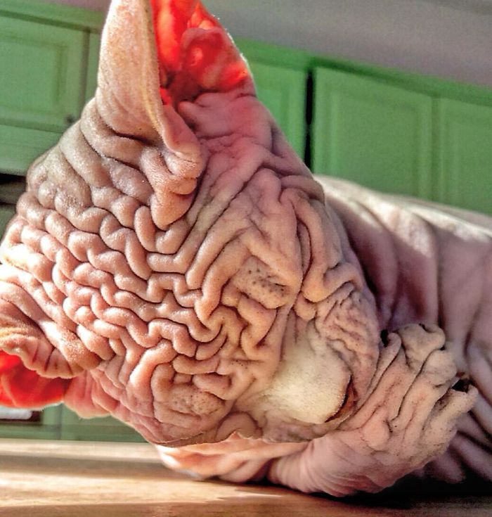 Hairless, Sinister-Looking Cat May Be Named The Scariest Feline In The World