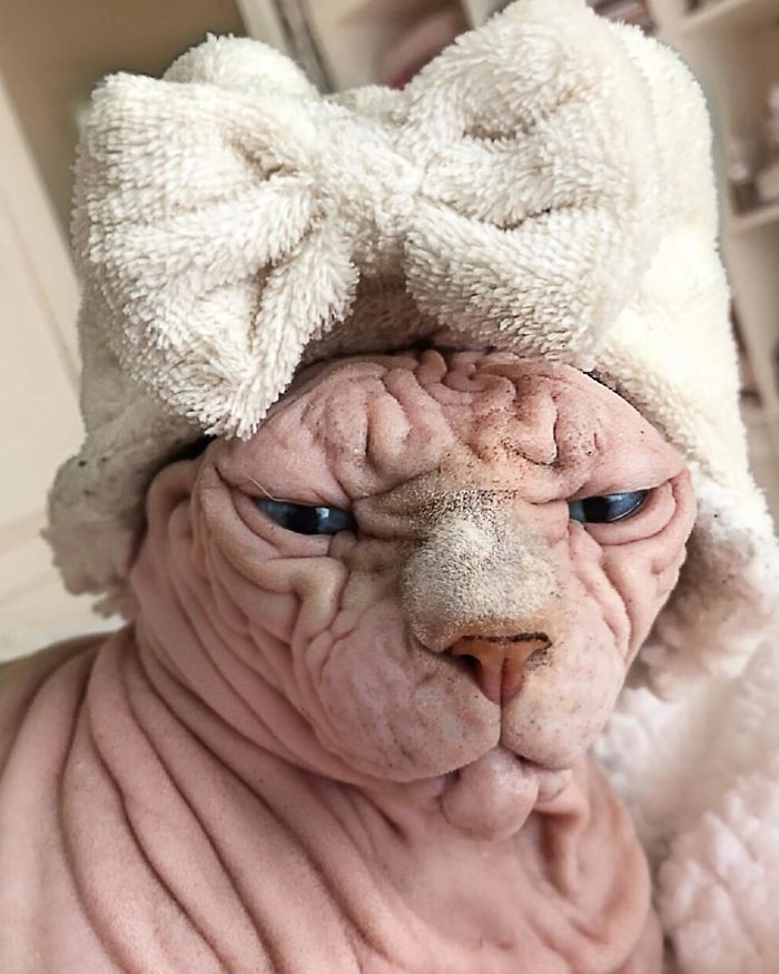 Hairless, Sinister-Looking Cat May Be Named The Scariest Feline In The World