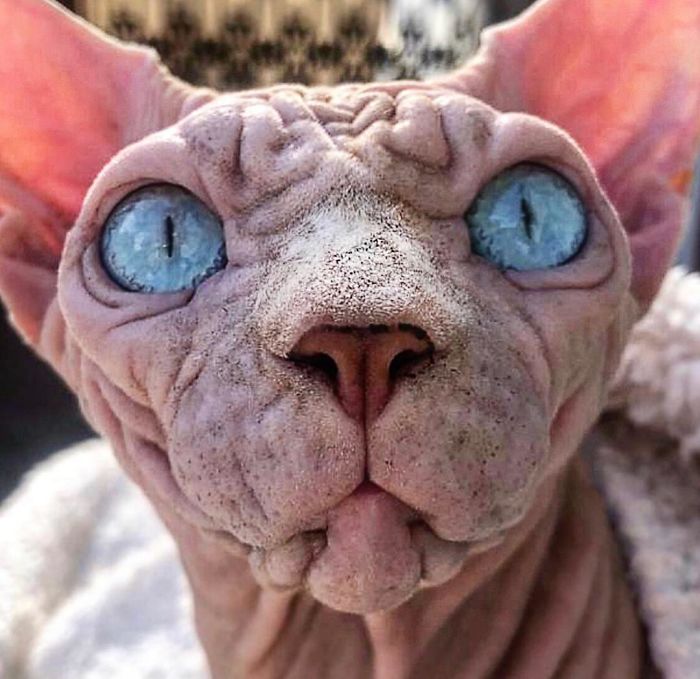 Hairless, Sinister-Looking Cat May Be Named The Scariest Feline In The World