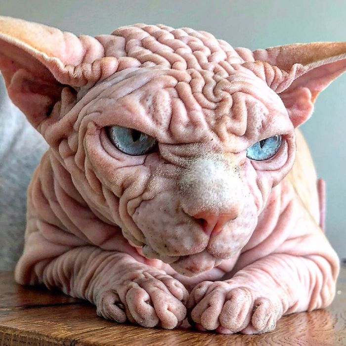 Hairless, Sinister-Looking Cat May Be Named The Scariest Feline In The World