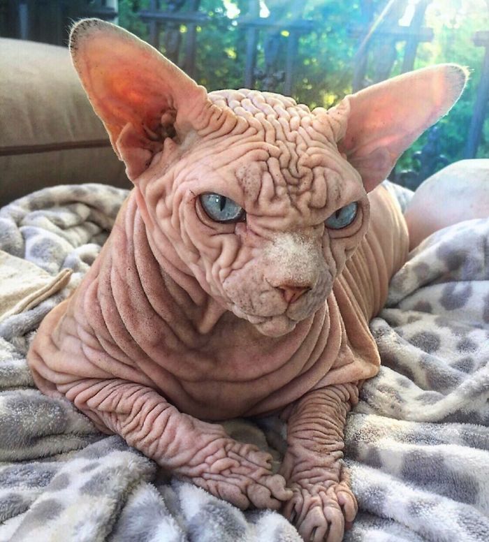 Hairless, Sinister-Looking Cat May Be Named The Scariest Feline In The World