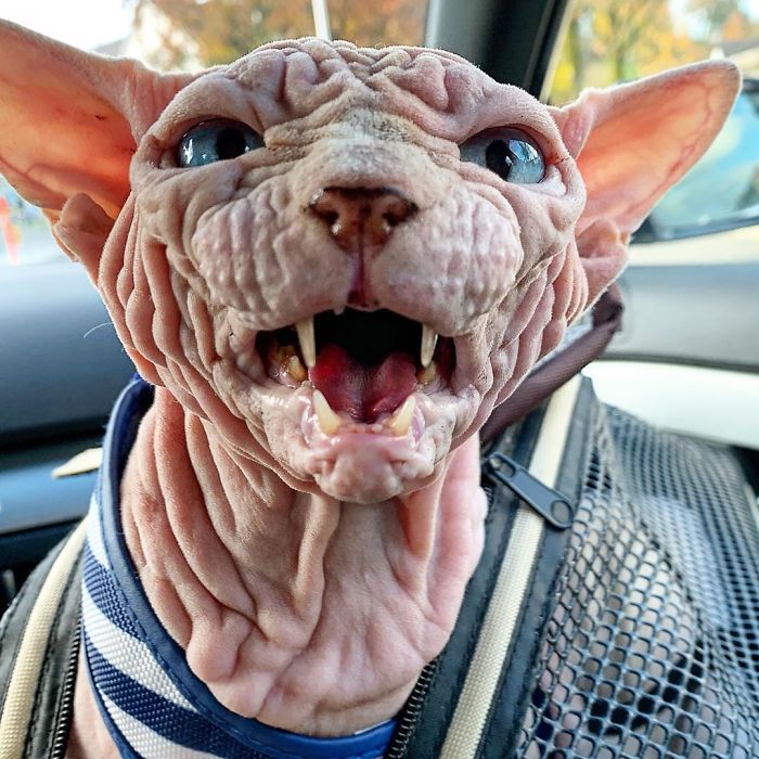 Hairless, Sinister-Looking Cat May Be Named The Scariest Feline In The World