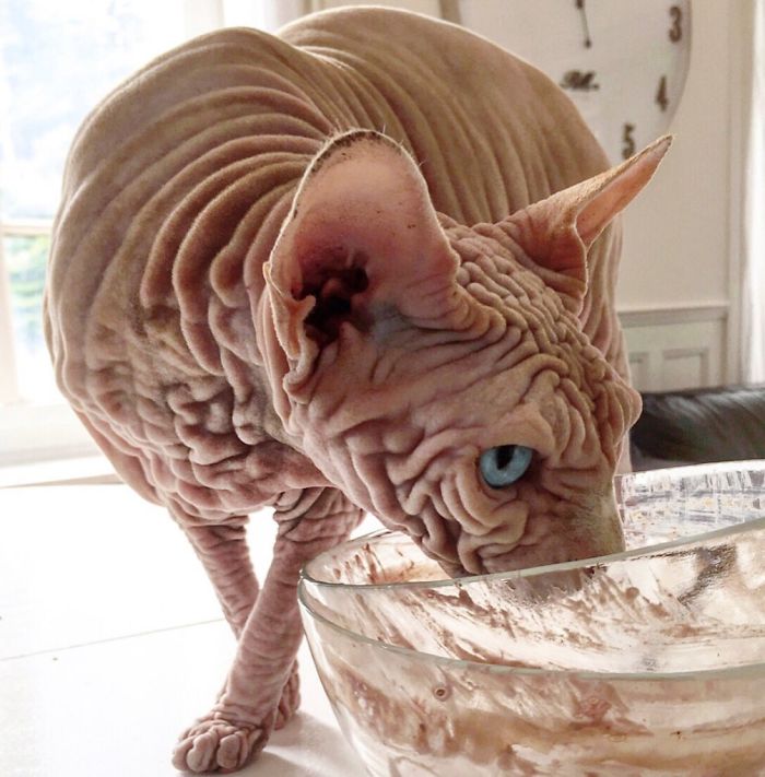 Hairless, Sinister-Looking Cat May Be Named The Scariest Feline In The World