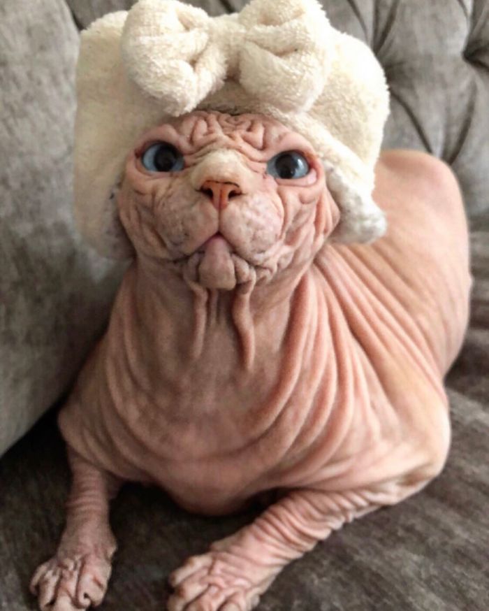 Hairless, Sinister-Looking Cat May Be Named The Scariest Feline In The World