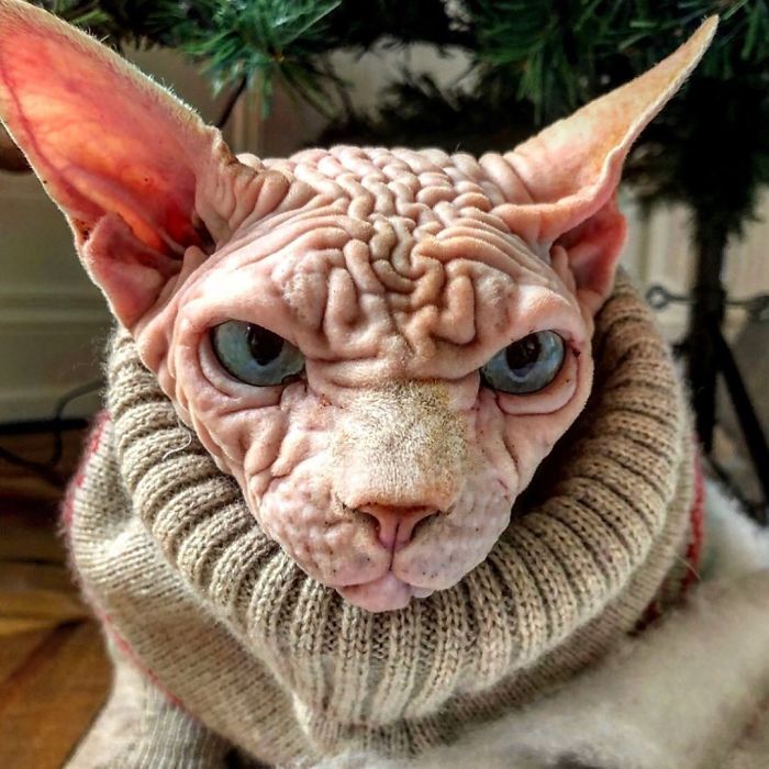 Hairless, Sinister-Looking Cat May Be Named The Scariest Feline In The World