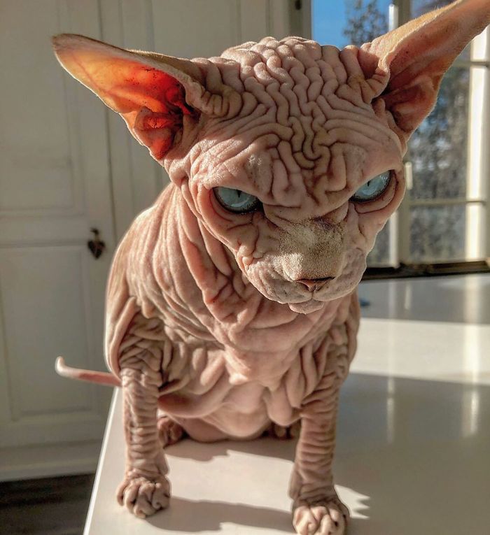 Hairless, Sinister-Looking Cat May Be Named The Scariest Feline In The World