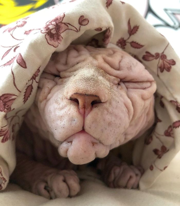 Hairless, Sinister-Looking Cat May Be Named The Scariest Feline In The World