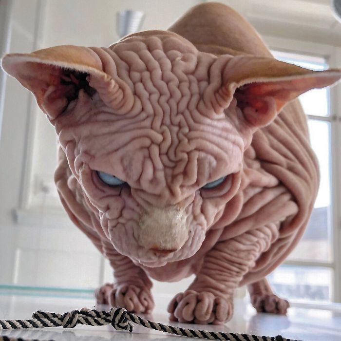 Hairless, Sinister-Looking Cat May Be Named The Scariest Feline In The World