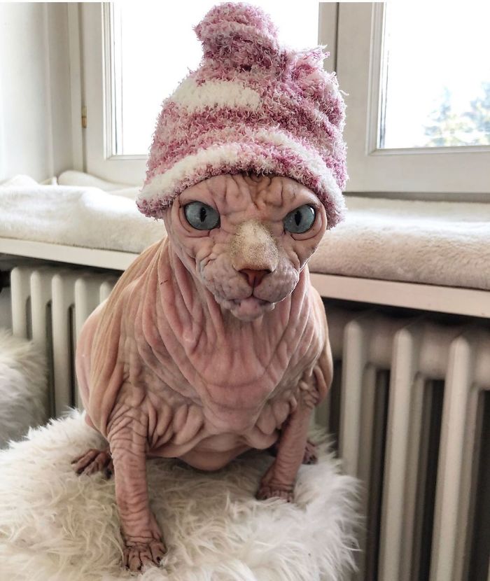 Hairless, Sinister-Looking Cat May Be Named The Scariest Feline In The World