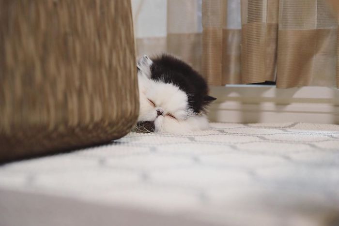 Meet Zuu - The Cat Who Embodies The Feeling When You Hear Your Alarm Clock Start Ringing