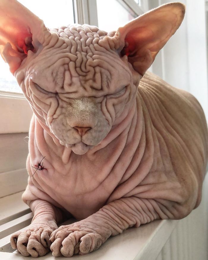 Hairless, Sinister-Looking Cat May Be Named The Scariest Feline In The World