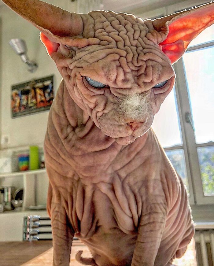 Hairless, Sinister-Looking Cat May Be Named The Scariest Feline In The World