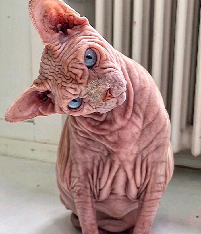 Hairless, Sinister-Looking Cat May Be Named The Scariest Feline In The World