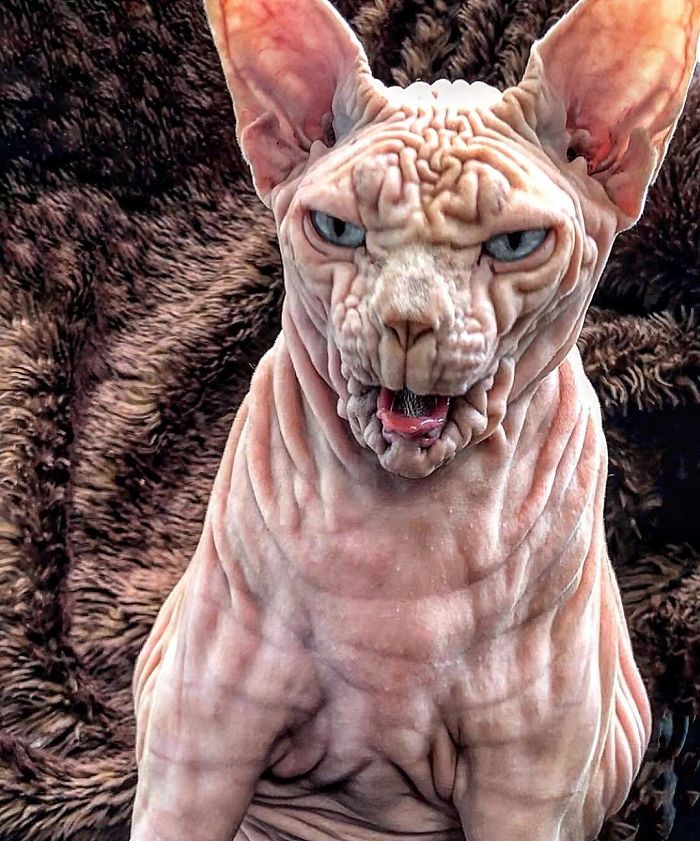 Hairless, Sinister-Looking Cat May Be Named The Scariest Feline In The World