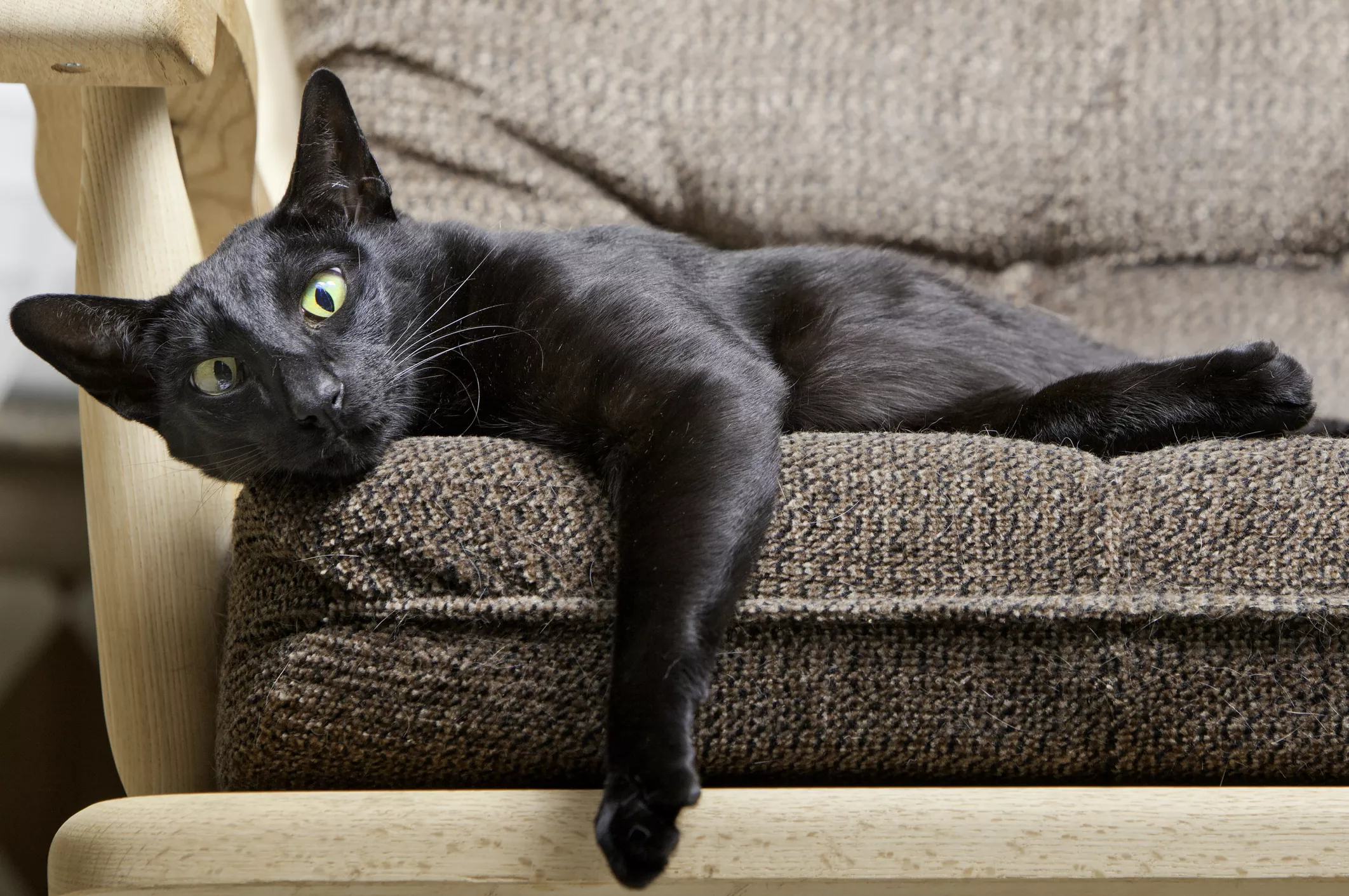 Black oriental shorthair in chair