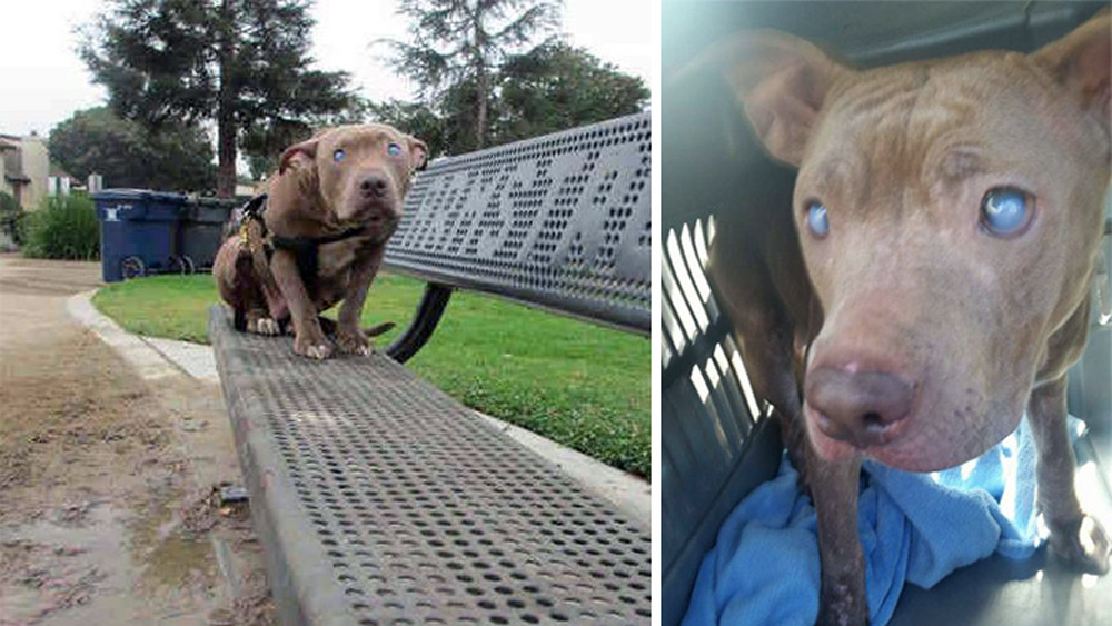 Blind pit was tied to a park bench and left there had no idea where she was or why she was left behind.