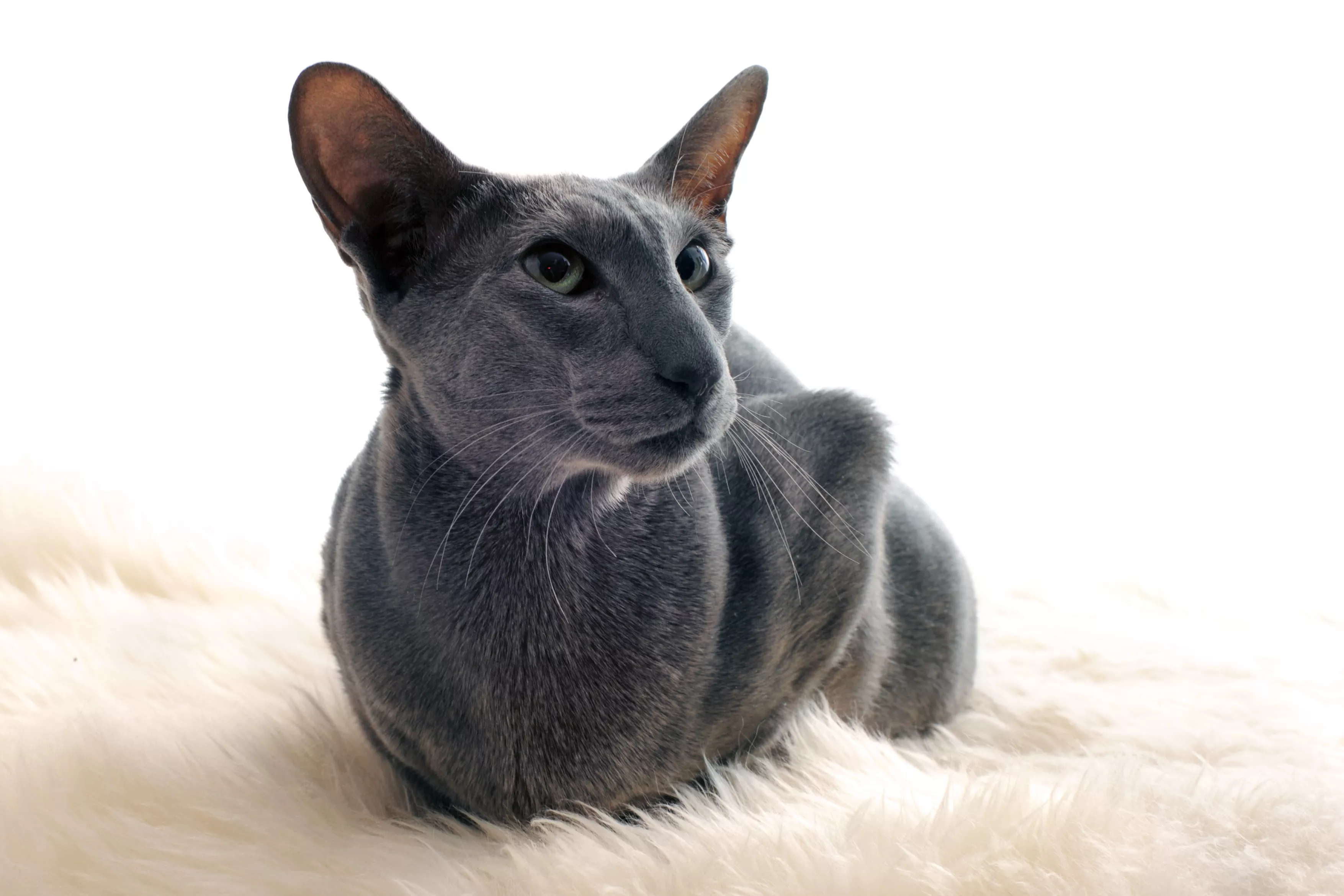 Blue Oriental shorthair