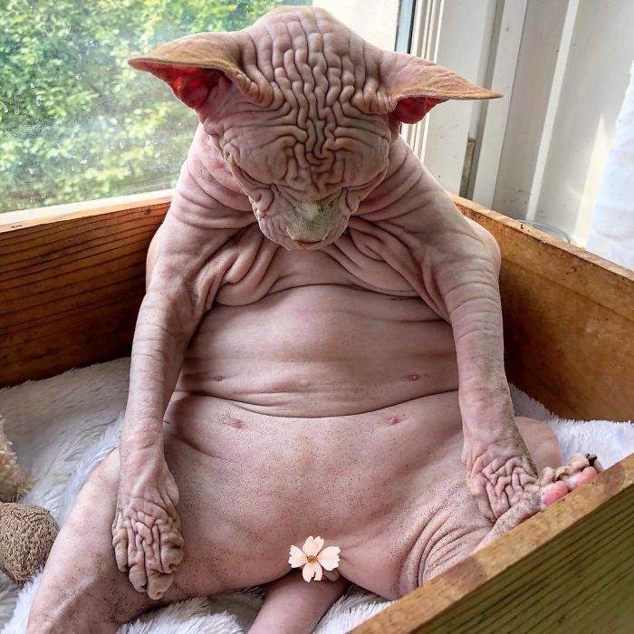 Hairless, Sinister-Looking Cat May Be Named The Scariest Feline In The World