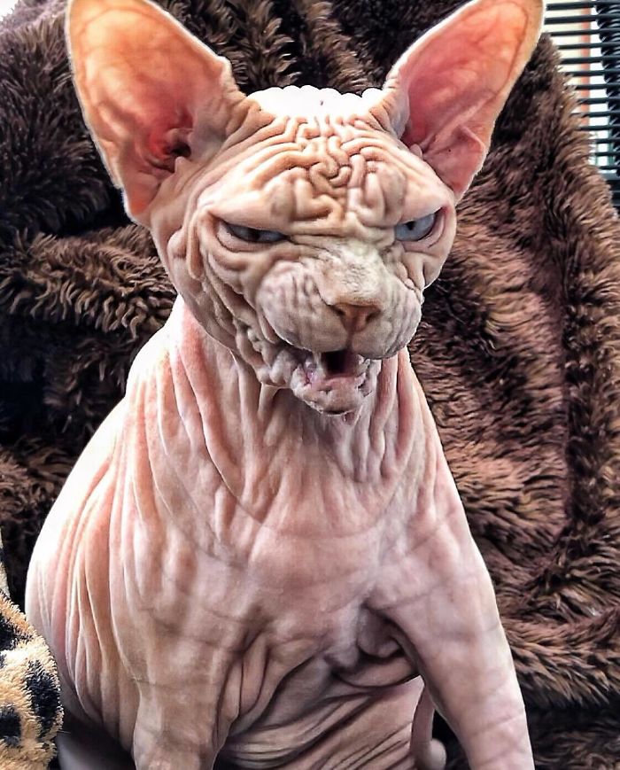 Hairless, Sinister-Looking Cat May Be Named The Scariest Feline In The World