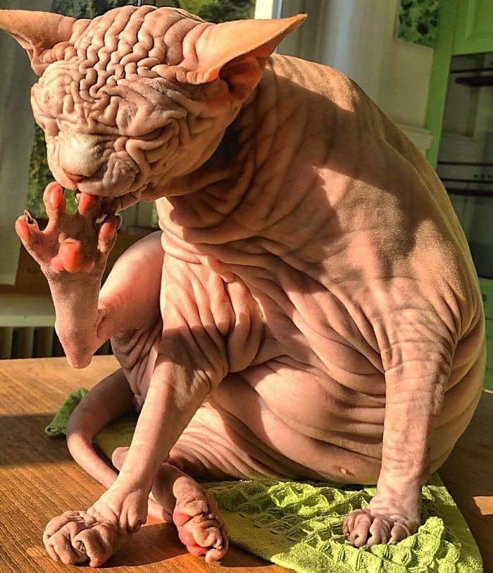 Hairless, Sinister-Looking Cat May Be Named The Scariest Feline In The World