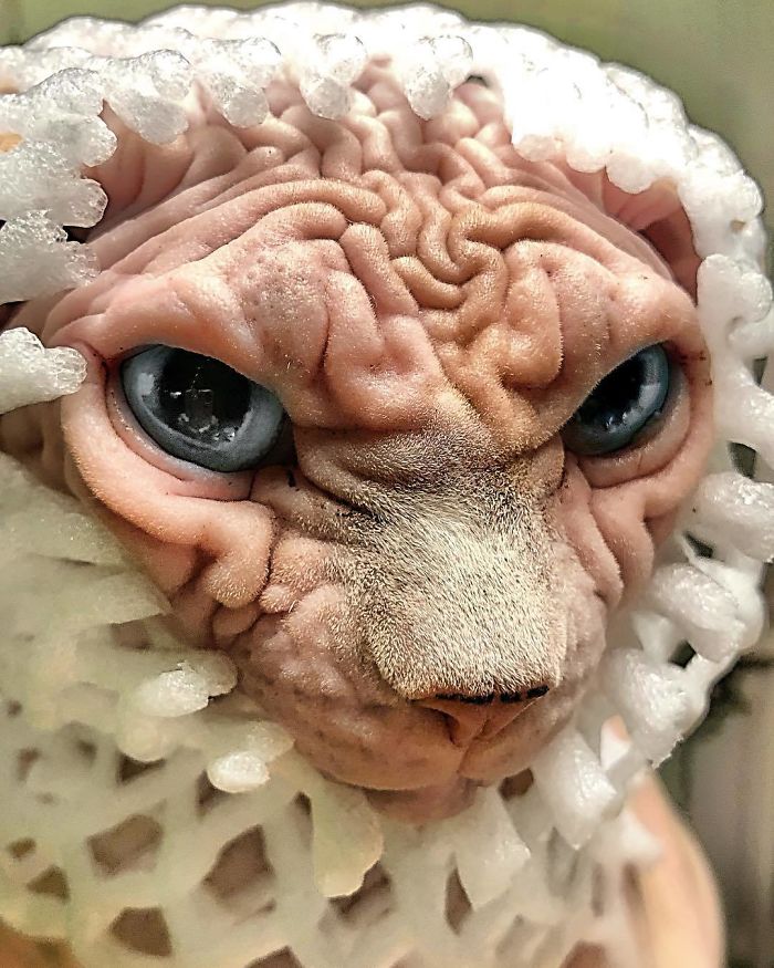 Hairless, Sinister-Looking Cat May Be Named The Scariest Feline In The World