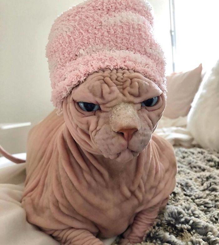 Hairless, Sinister-Looking Cat May Be Named The Scariest Feline In The World