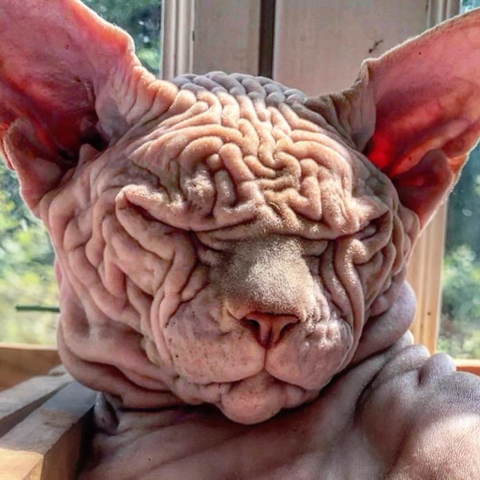 Hairless, Sinister-Looking Cat May Be Named The Scariest Feline In The World