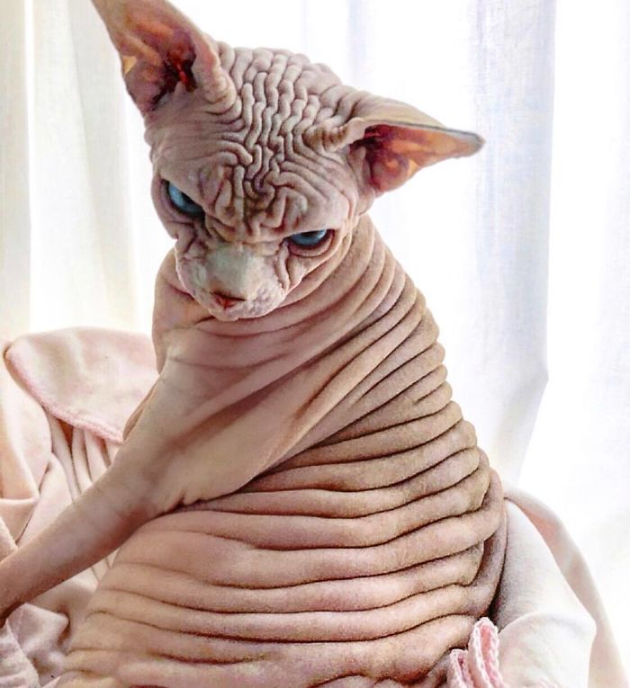 Hairless, Sinister-Looking Cat May Be Named The Scariest Feline In The World