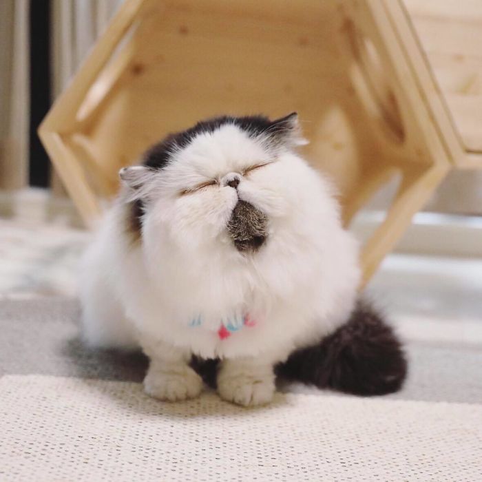 Meet Zuu - The Cat Who Embodies The Feeling When You Hear Your Alarm Clock Start Ringing