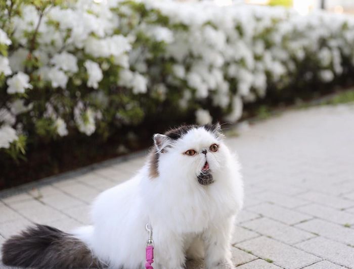 Meet Zuu - The Cat Who Embodies The Feeling When You Hear Your Alarm Clock Start Ringing