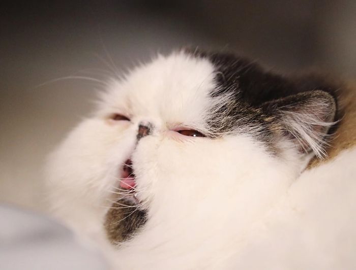 Meet Zuu - The Cat Who Embodies The Feeling When You Hear Your Alarm Clock Start Ringing