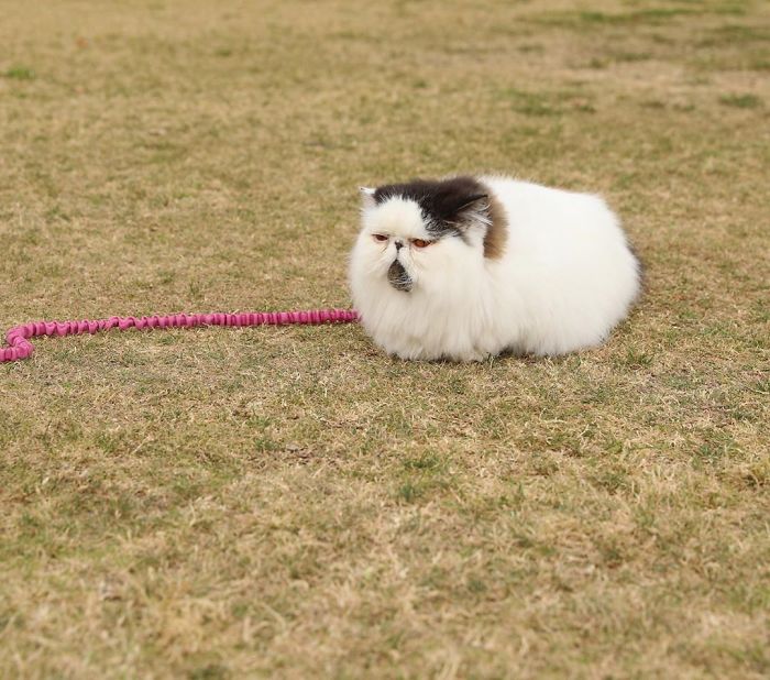 Meet Zuu - The Cat Who Embodies The Feeling When You Hear Your Alarm Clock Start Ringing