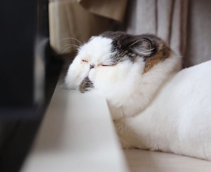 Meet Zuu - The Cat Who Embodies The Feeling When You Hear Your Alarm Clock Start Ringing