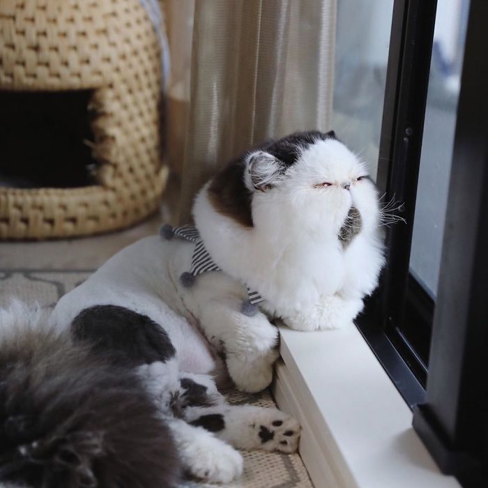 Meet Zuu - The Cat Who Embodies The Feeling When You Hear Your Alarm Clock Start Ringing