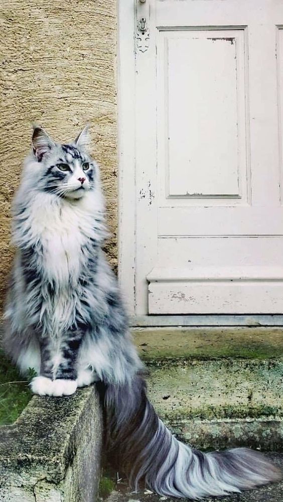 Giá bán mèo Maine Coon tại Việt Nam