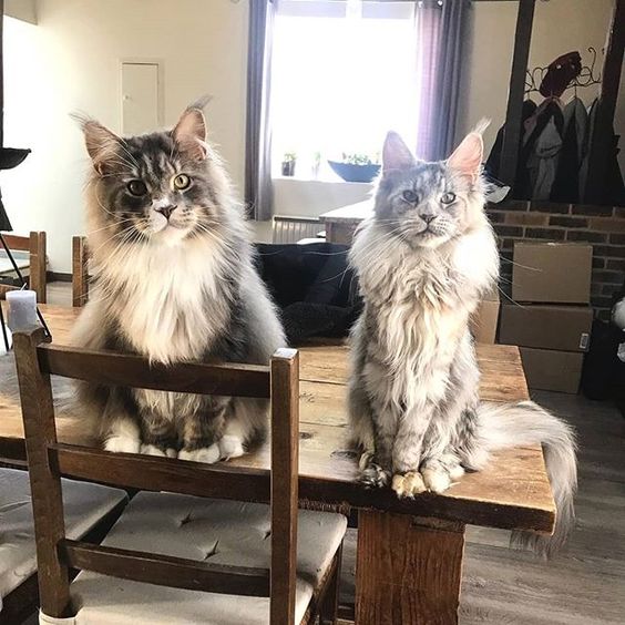 Hướng dẫn chăm sóc mèo Maine Coon