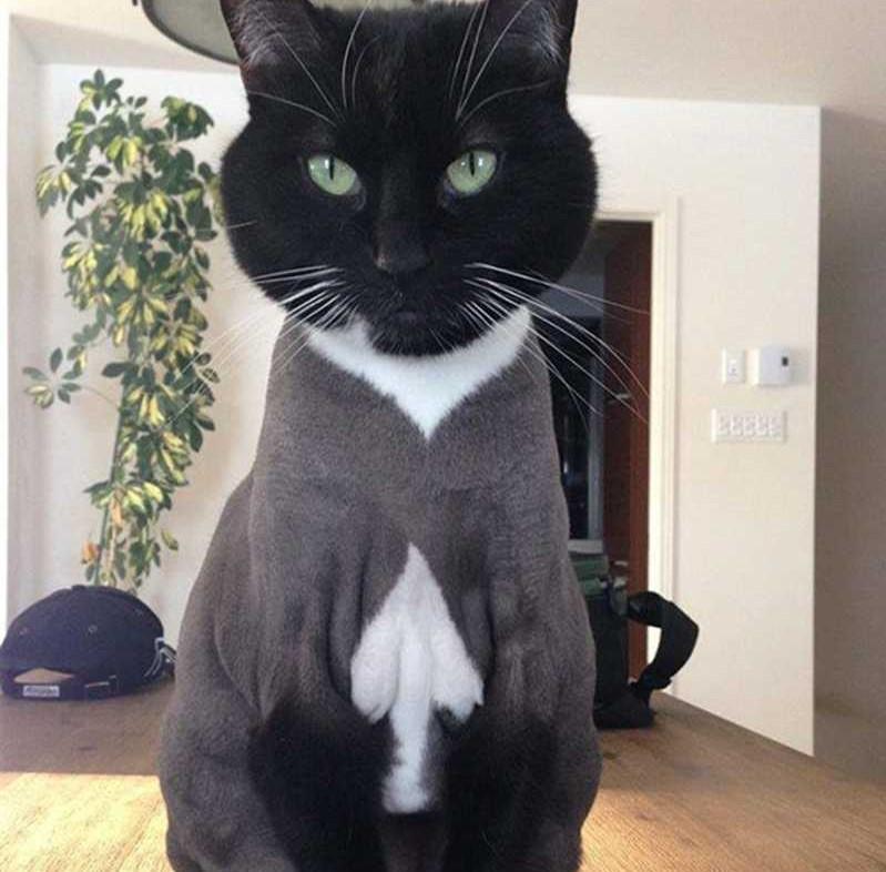 A black cat has a white patch on its chest in the shape of a spade.